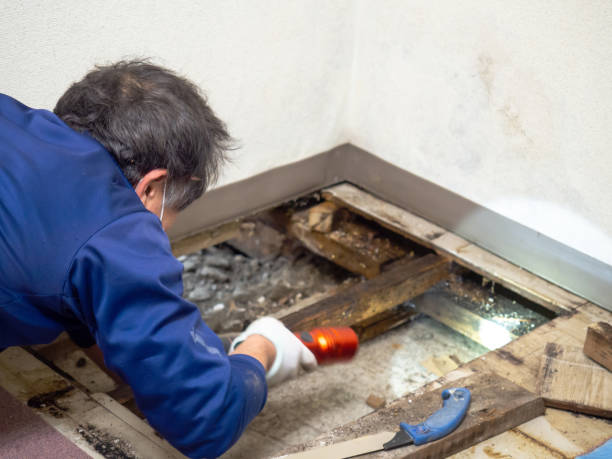 Best Mold Removal Company Near Me  in Whiteriver, AZ