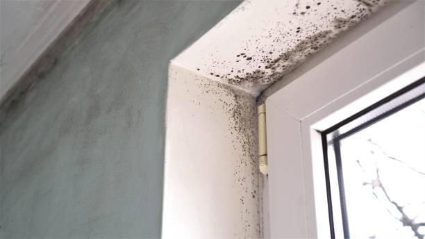 Best Mold Damage Repair  in Whiteriver, AZ