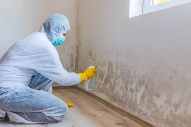 Mold Removal Process in Whiteriver, AZ