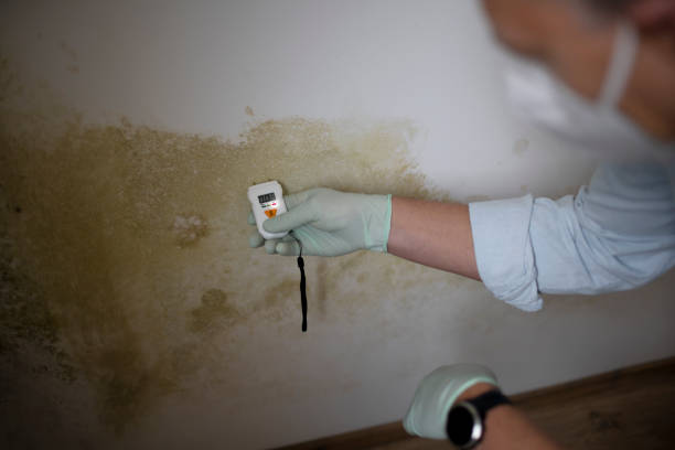 Best Commercial Mold Removal  in Whiteriver, AZ