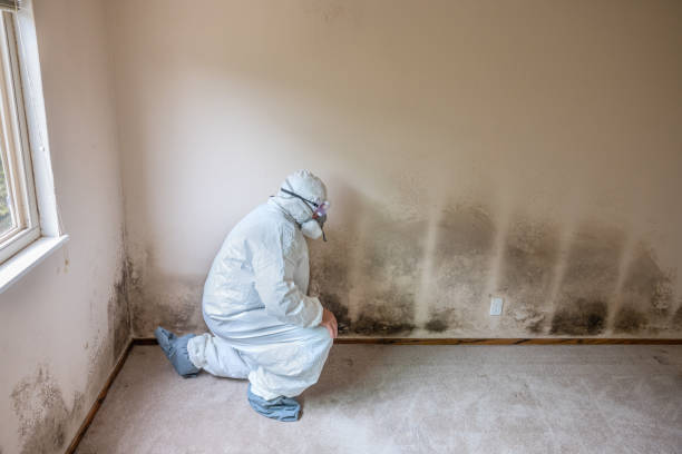 Best Certified Mold Removal  in Whiteriver, AZ