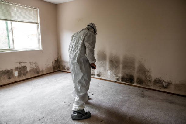 Best Mold Removal Process  in Whiteriver, AZ