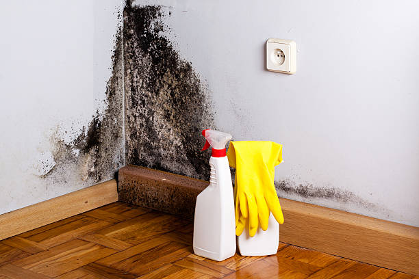 Best Mold Inspection  in Whiteriver, AZ