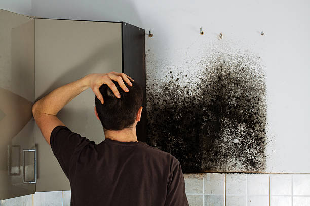 Best Residential Mold Removal  in Whiteriver, AZ