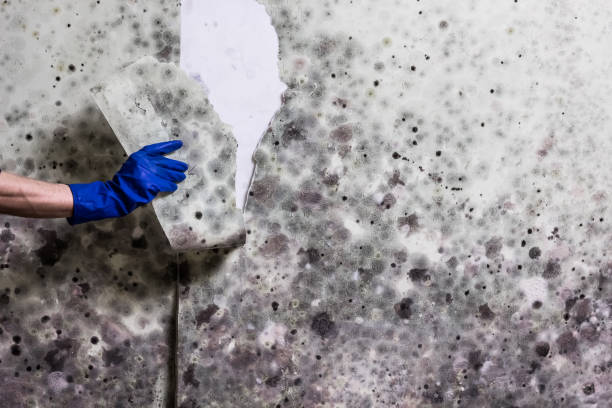Best Mold Removal Near Me  in Whiteriver, AZ