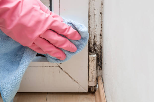 Best Black Mold Removal  in Whiteriver, AZ